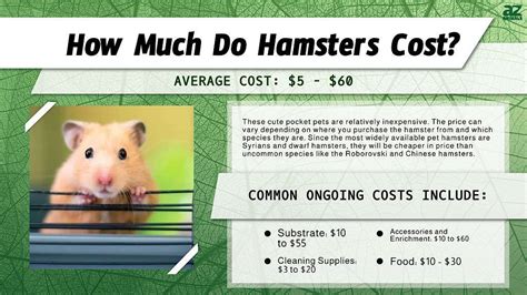 are hamsters inexpensive
